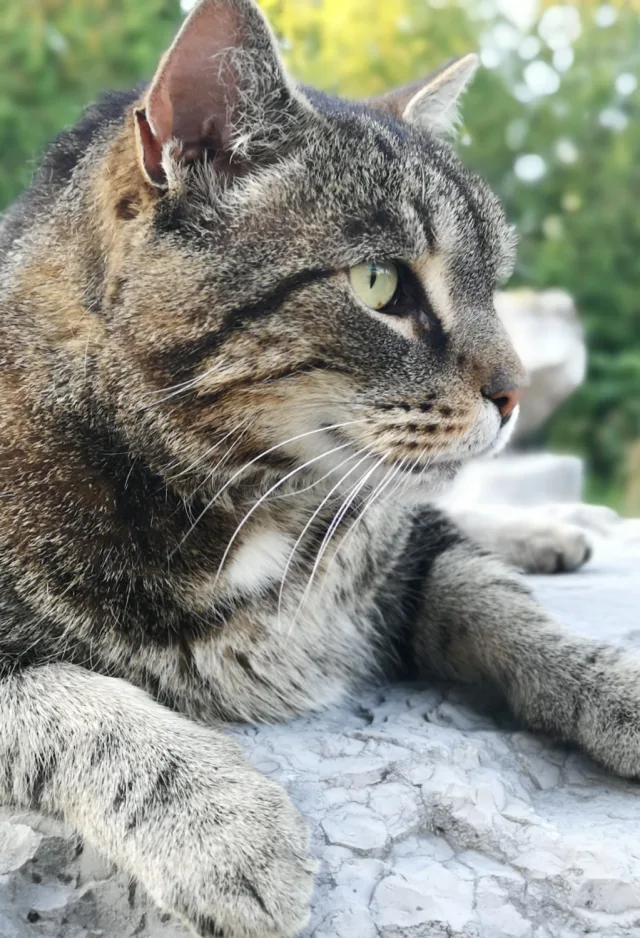 A cat laying on a stone looking to the right